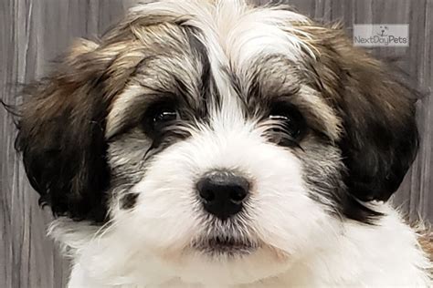 havanese for sale in missouri|bentley's havanese caulfield mo.